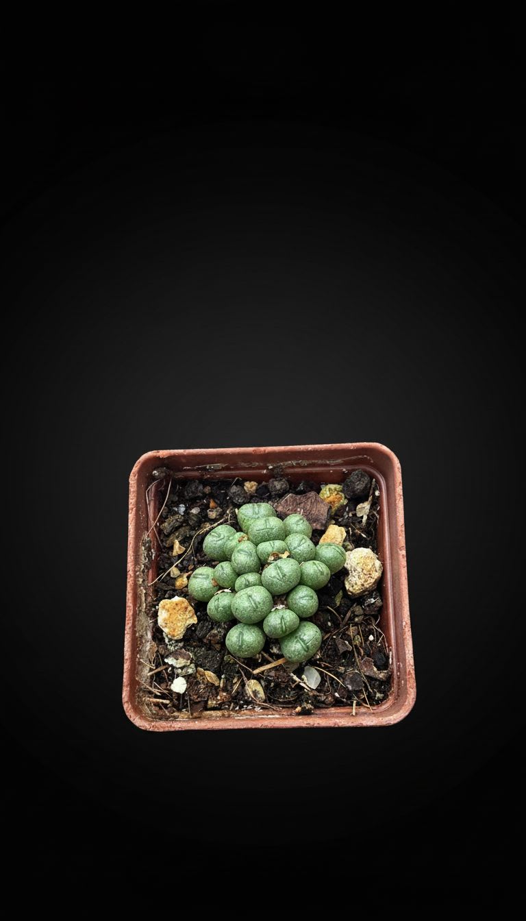 Conophytum minutum — foto 2