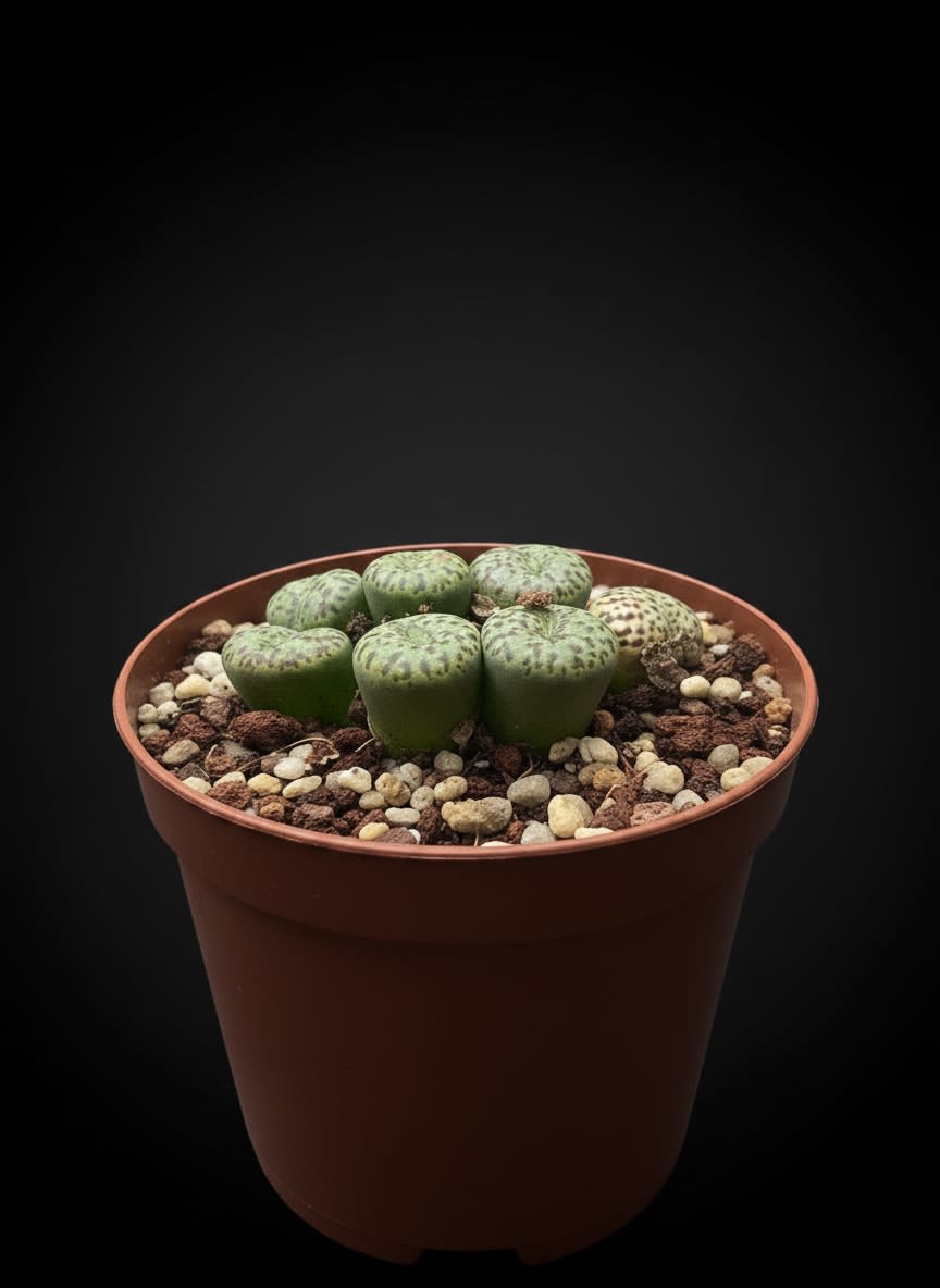 Conophytum wittebergense — Jardín Roca Negra
