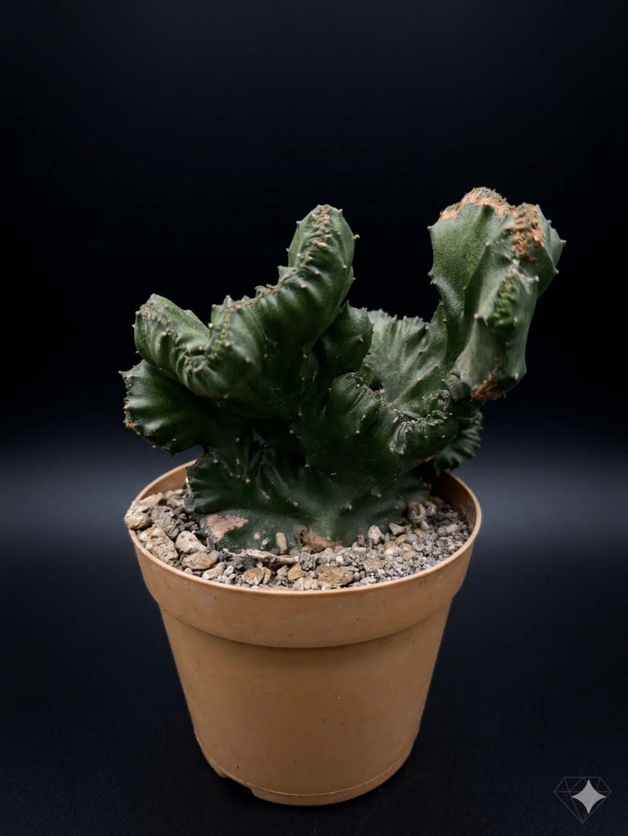 Euphorbia lactea cristata — foto 3