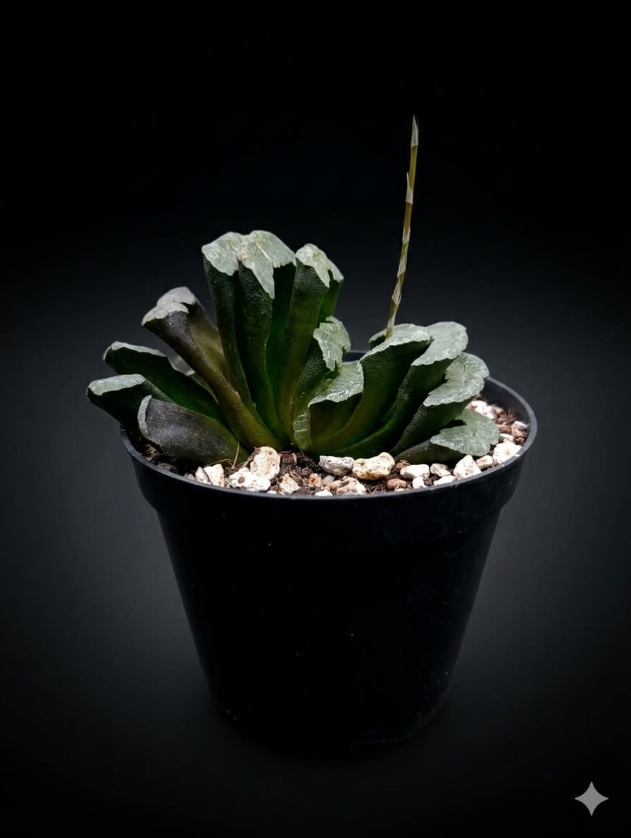 Haworthiopsis truncata — foto 2