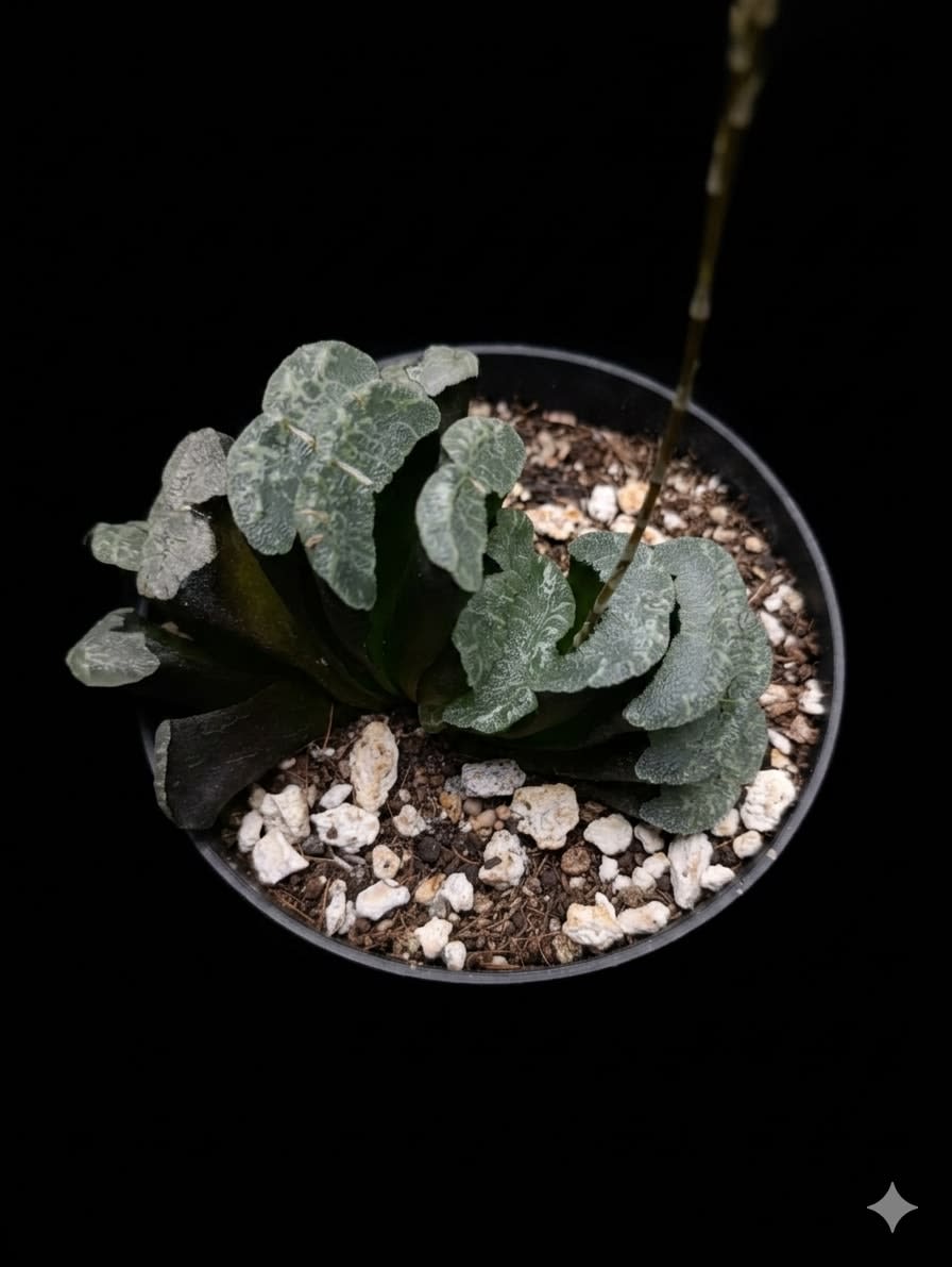 Haworthiopsis truncata — foto 3