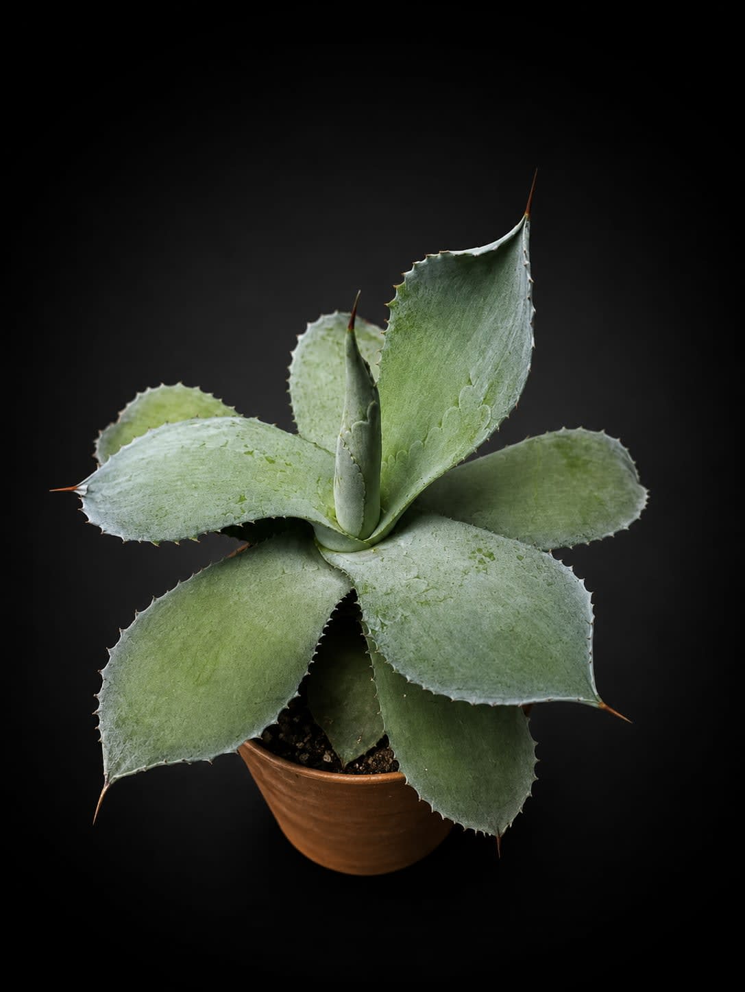 Agave potatorum — Jardín Roca Negra