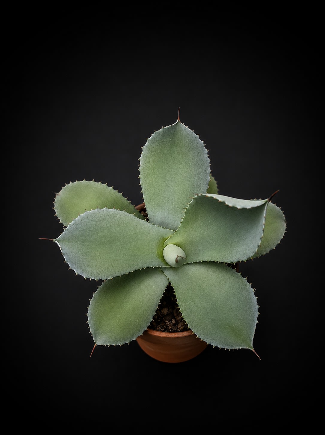 Agave potatorum — foto 2