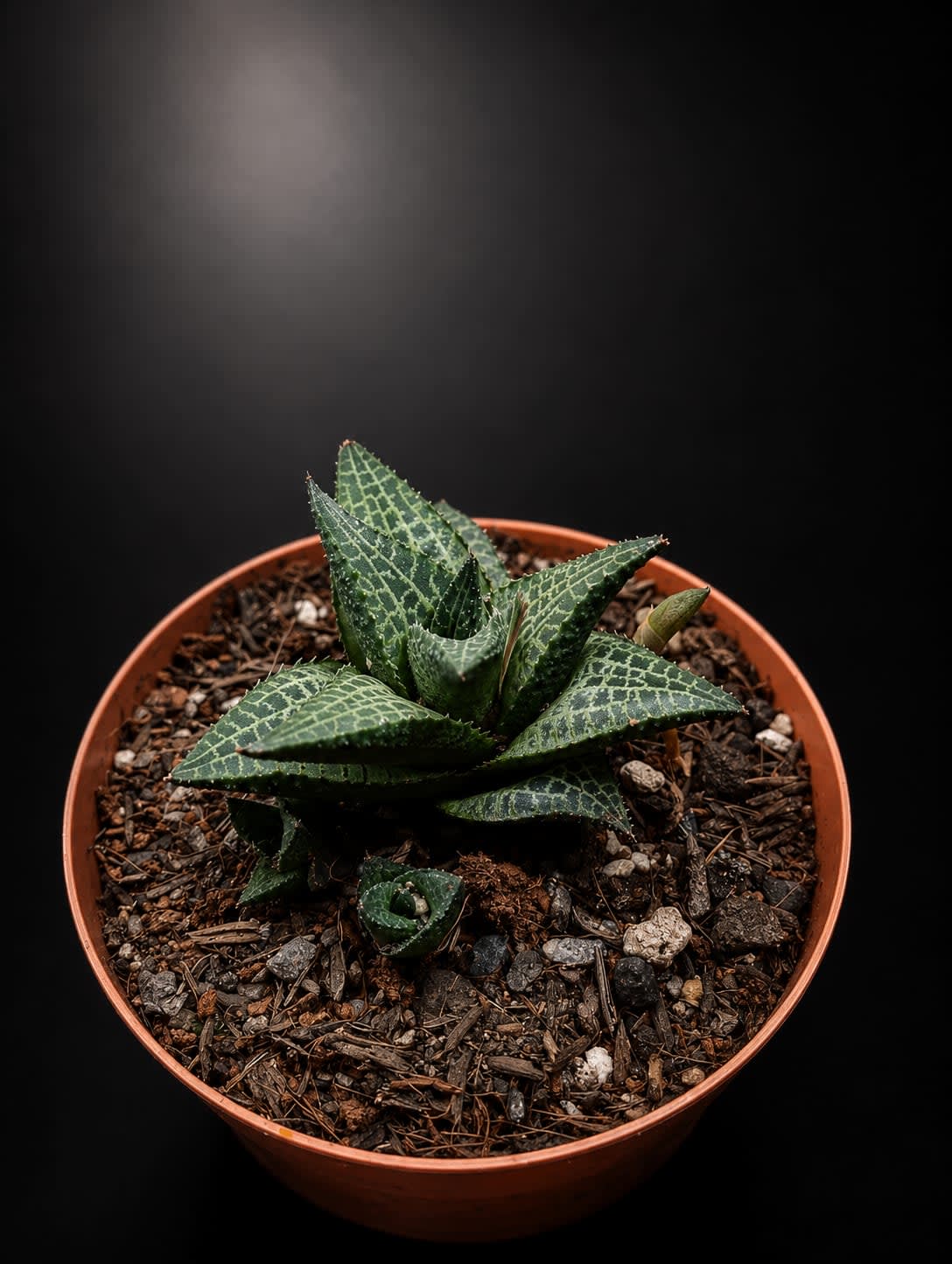 Haworthiopsis tessellata