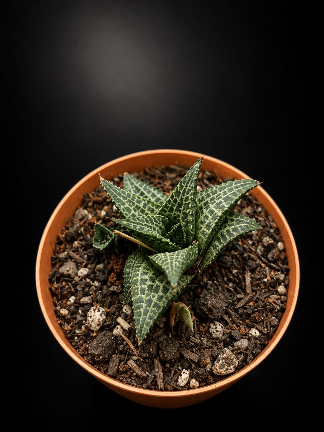 Haworthiopsis tessellata — foto 2
