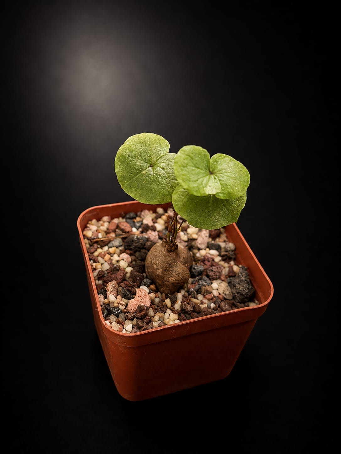 Dioscorea sylvatica — foto 2