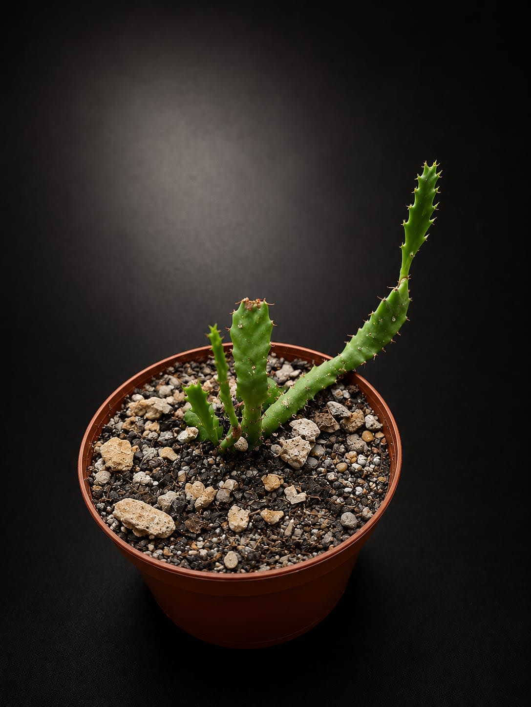 Euphorbia stellata — foto 2