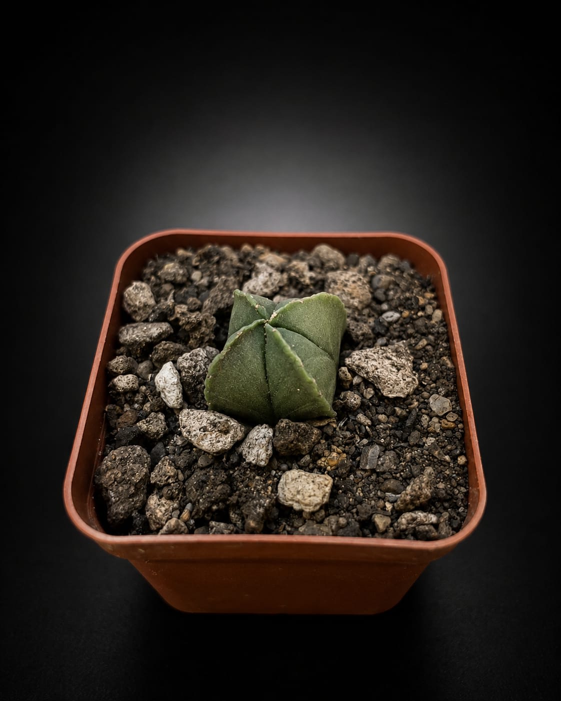 Astrophytum myriostigma — foto 2