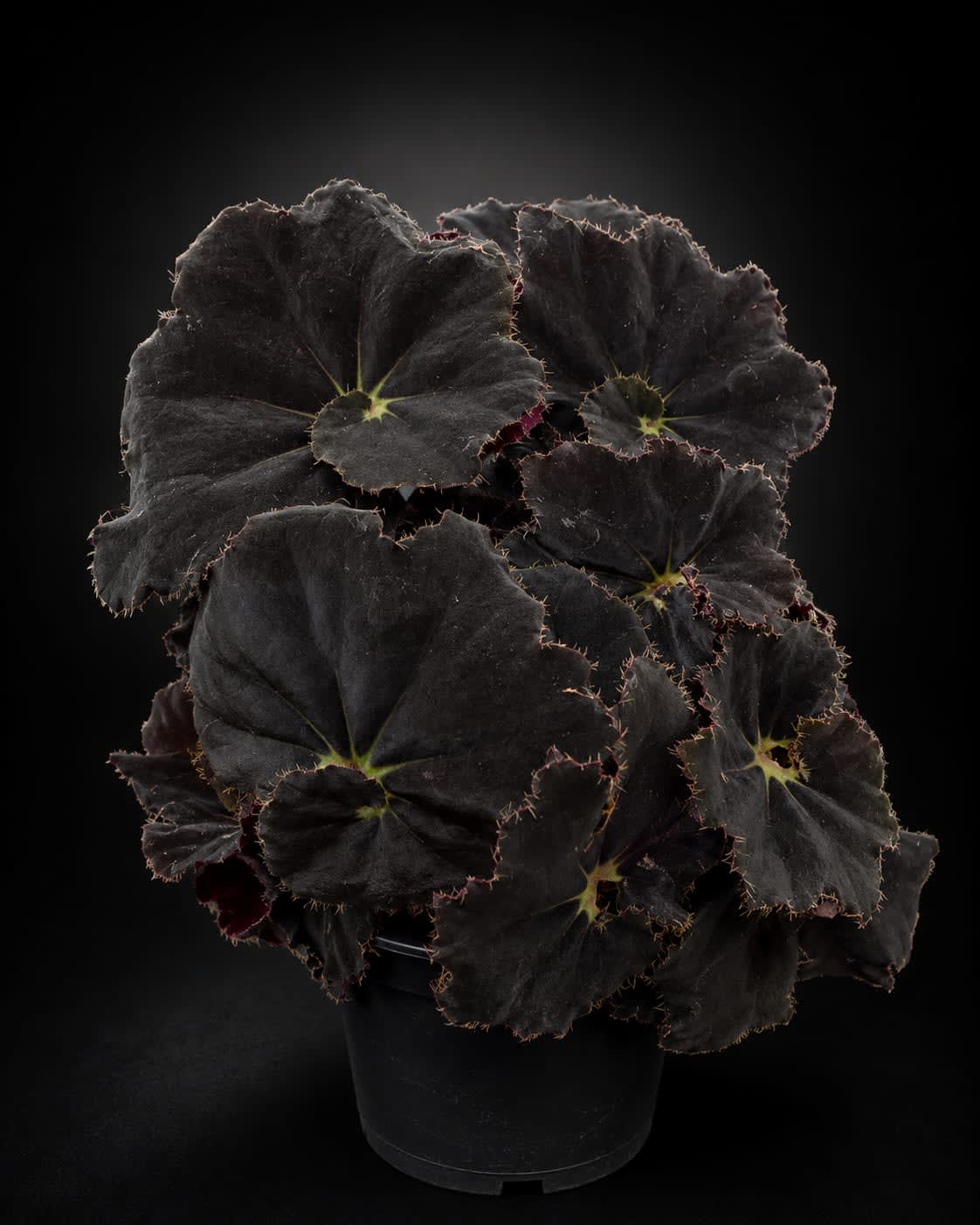 Begonia Black mamba — foto 2