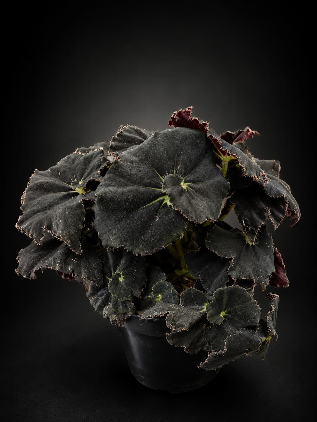 Begonia Black mamba