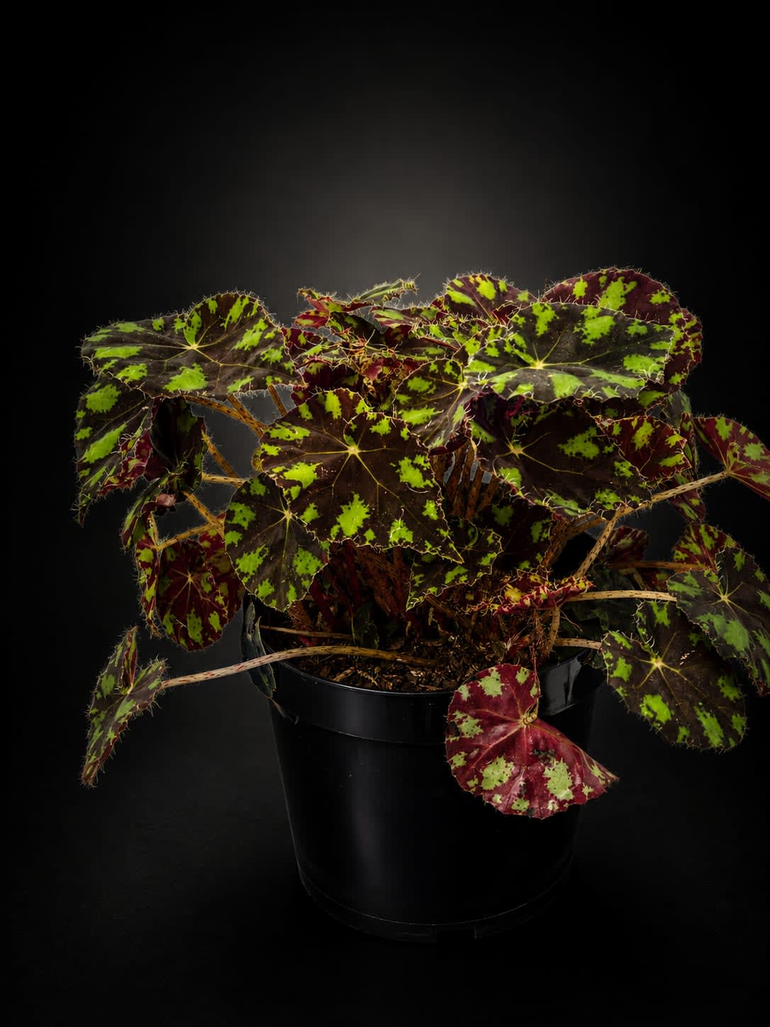 Begonia Tiger