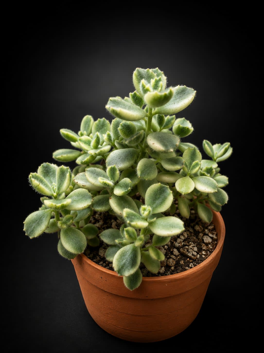 Cotyledon tomentosa — foto 2