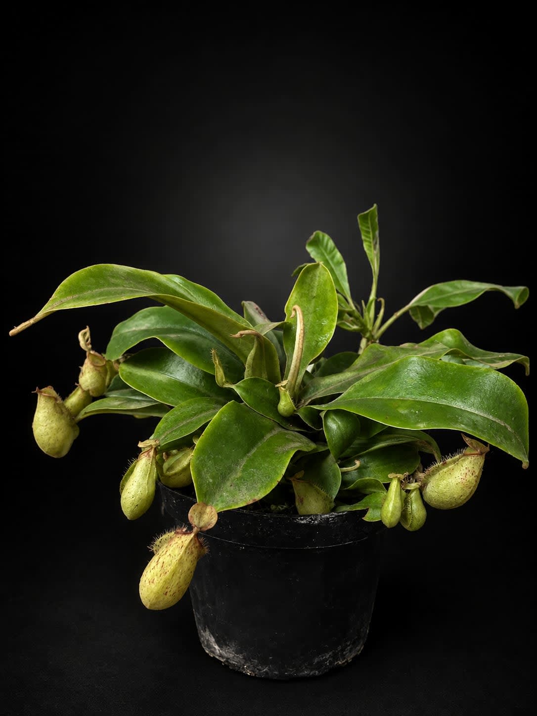 Nepenthes hookeriana — Jardín Roca Negra