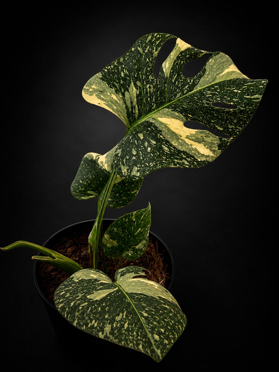 Monstera deliciosa — foto 2