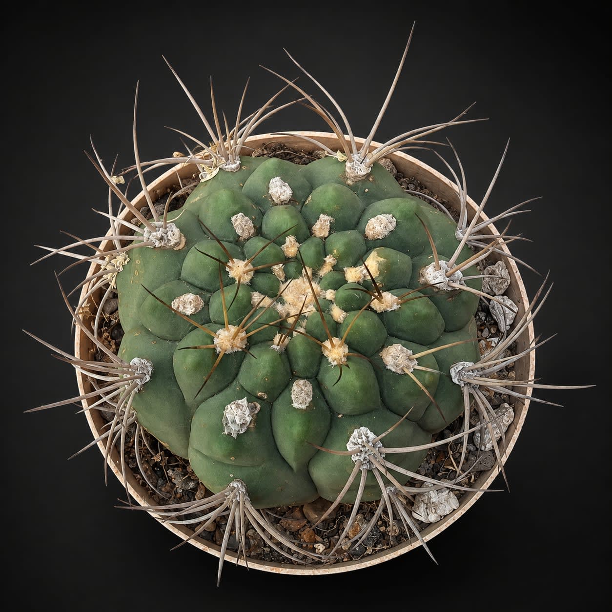 Gymnocalycium pflanzii — foto 2