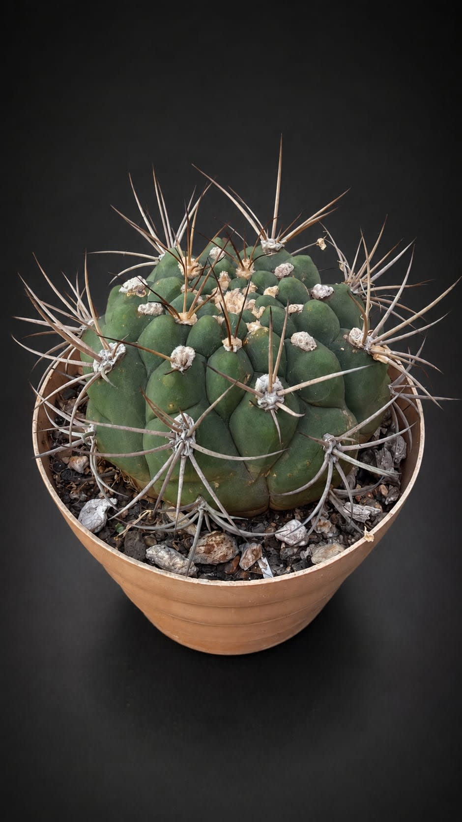 Gymnocalycium pflanzii