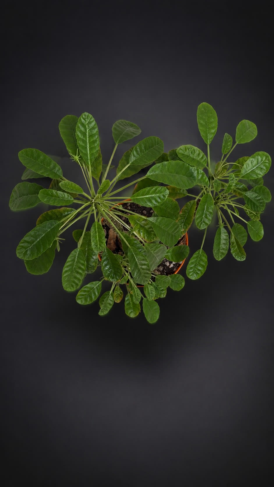 Dorstenia foetida — foto 2