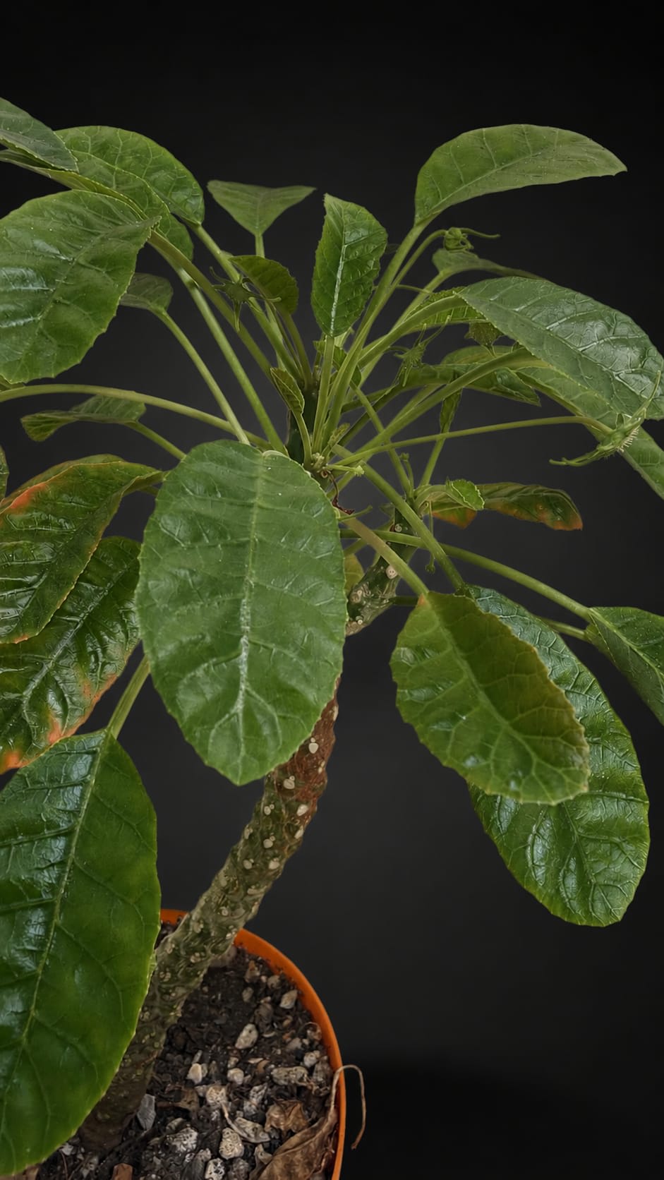 Dorstenia foetida — foto 3