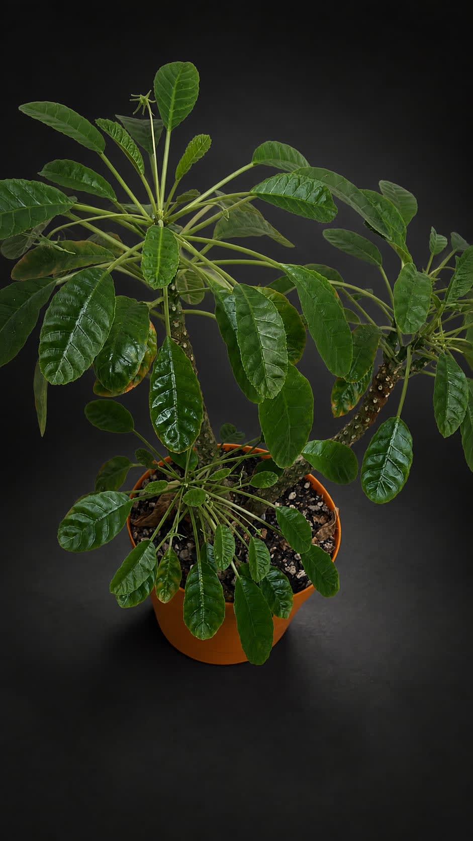Dorstenia foetida