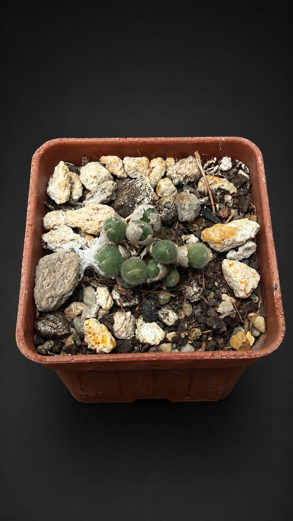 Conophytum stephanii
