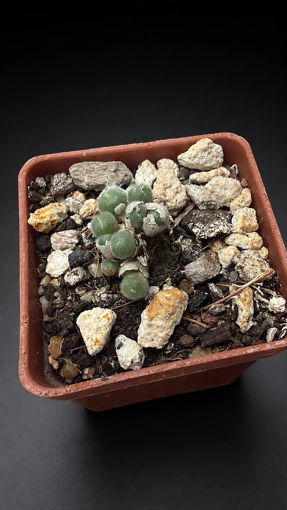 Conophytum stephanii — foto 2