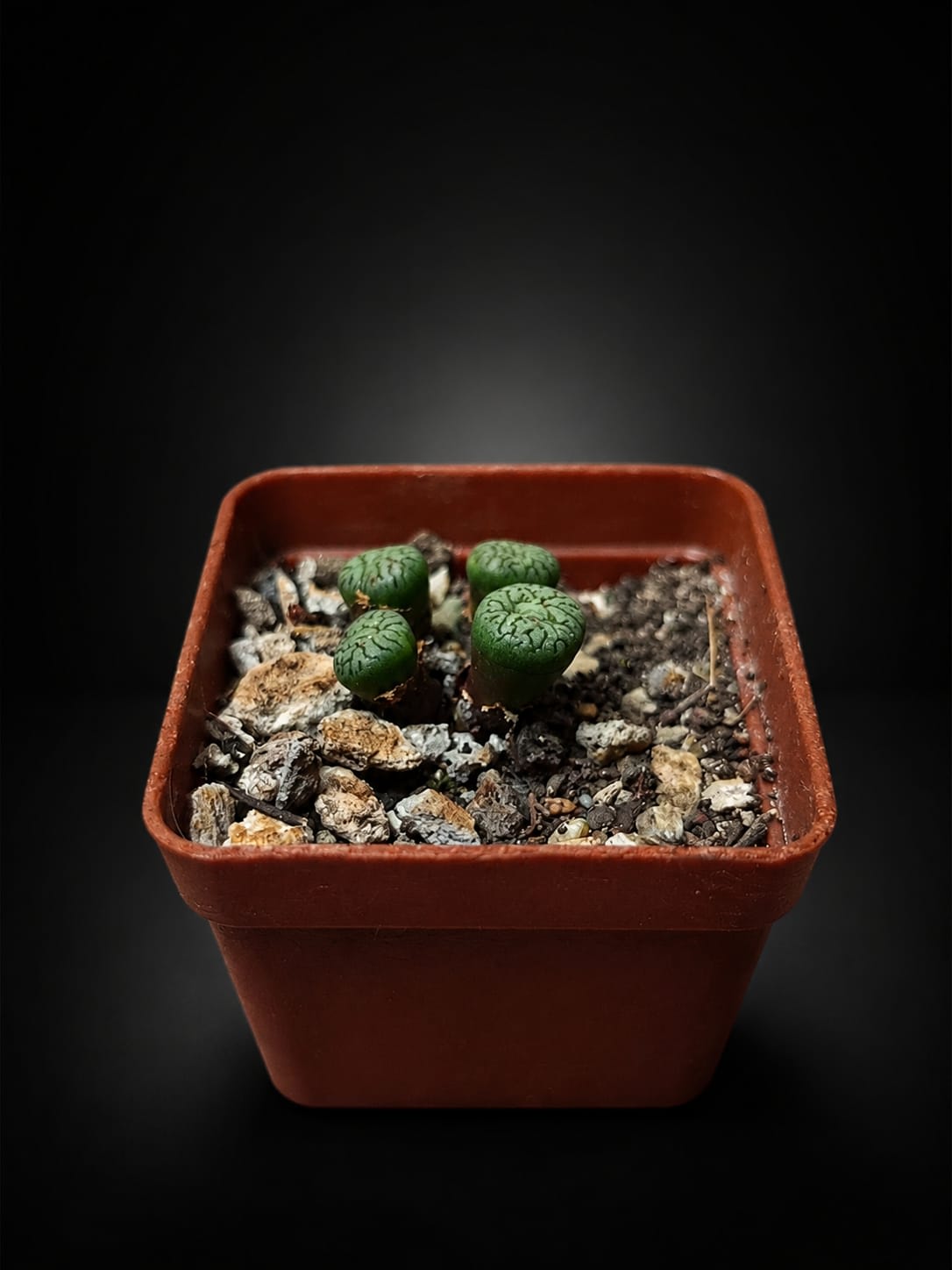 Conophytum obcordellum — Jardín Roca Negra