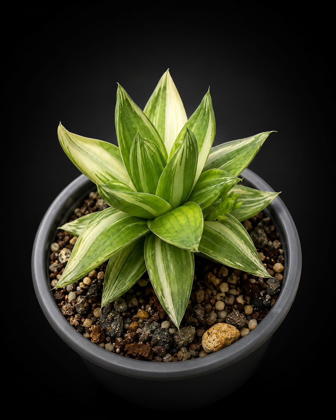 Haworthia cymbiformis — foto 2