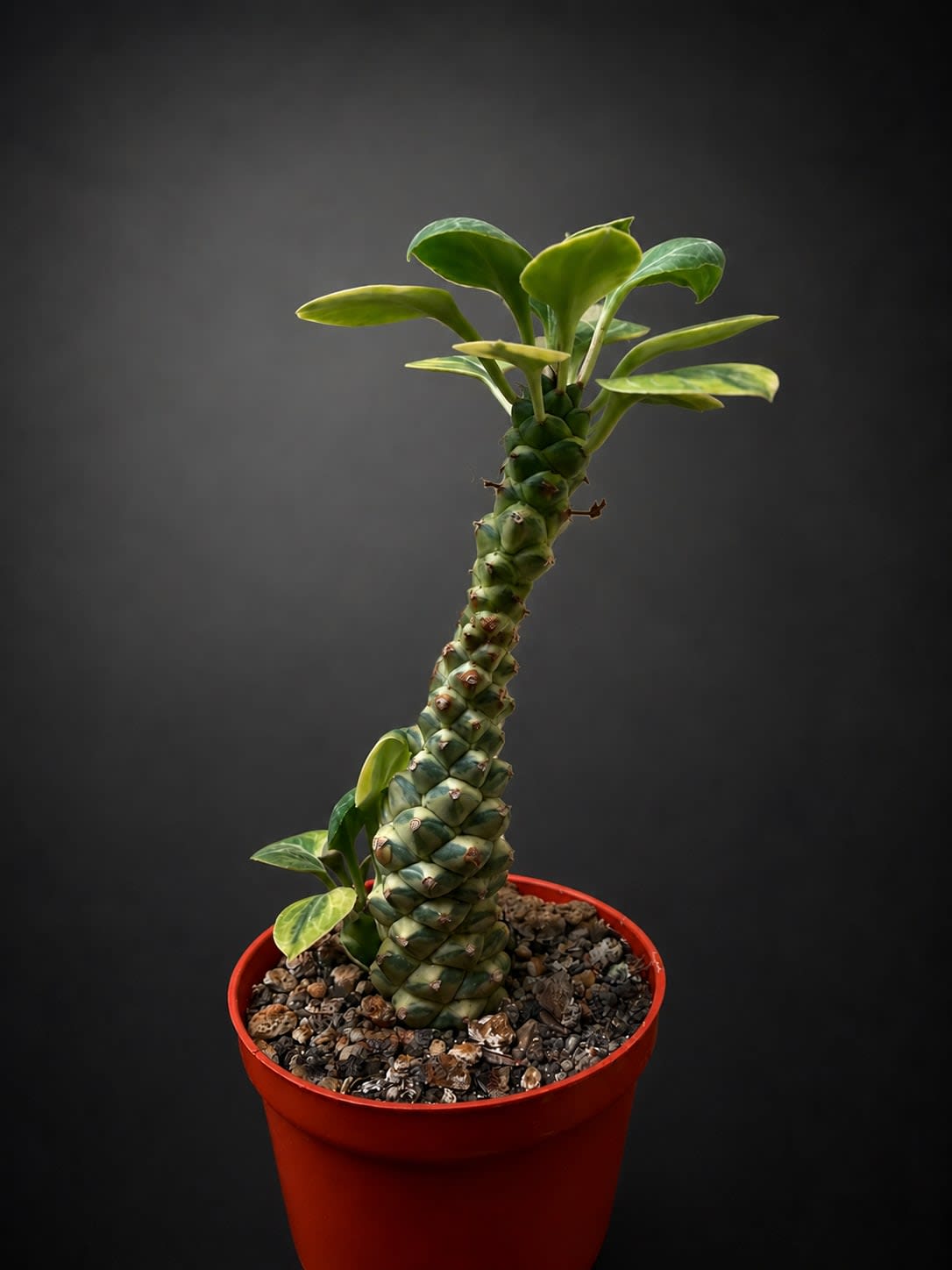 Euphorbia ritchiei — Jardín Roca Negra