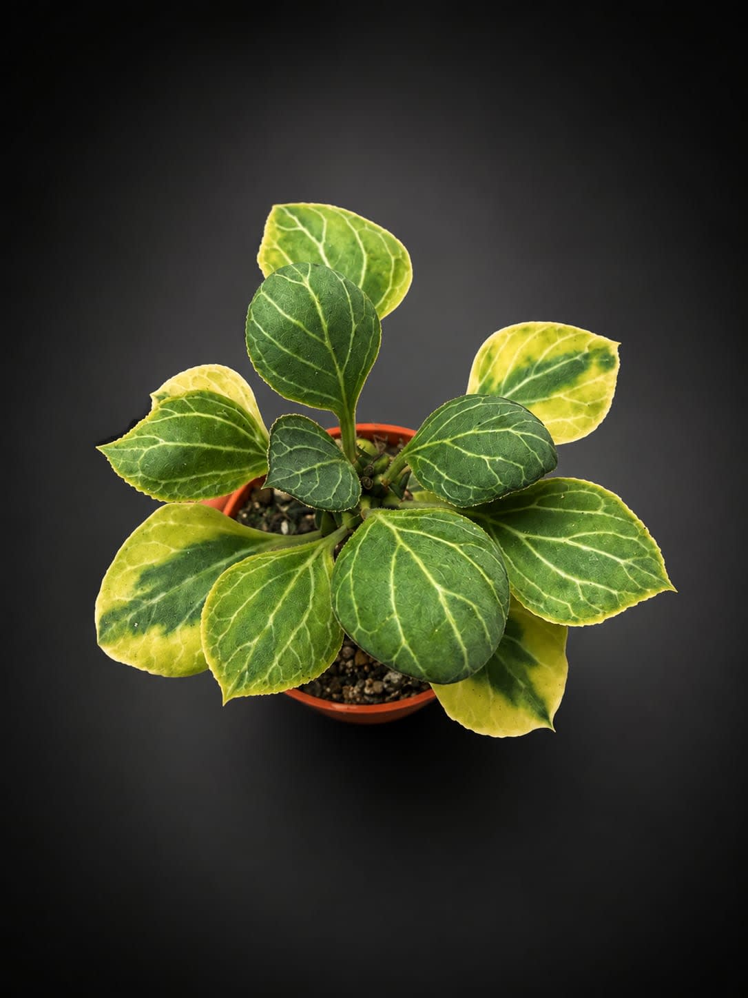 Euphorbia ritchiei — foto 2