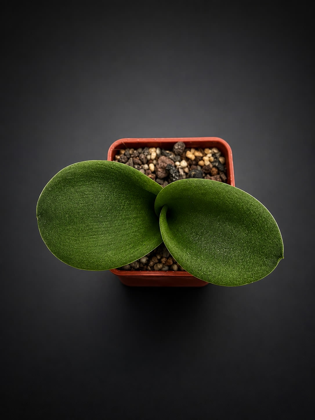 Massonia pustulata — Jardín Roca Negra