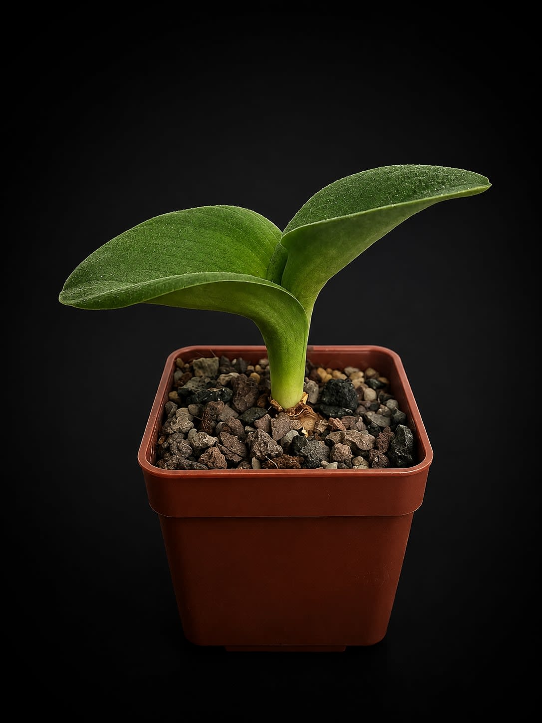 Massonia pustulata — foto 2