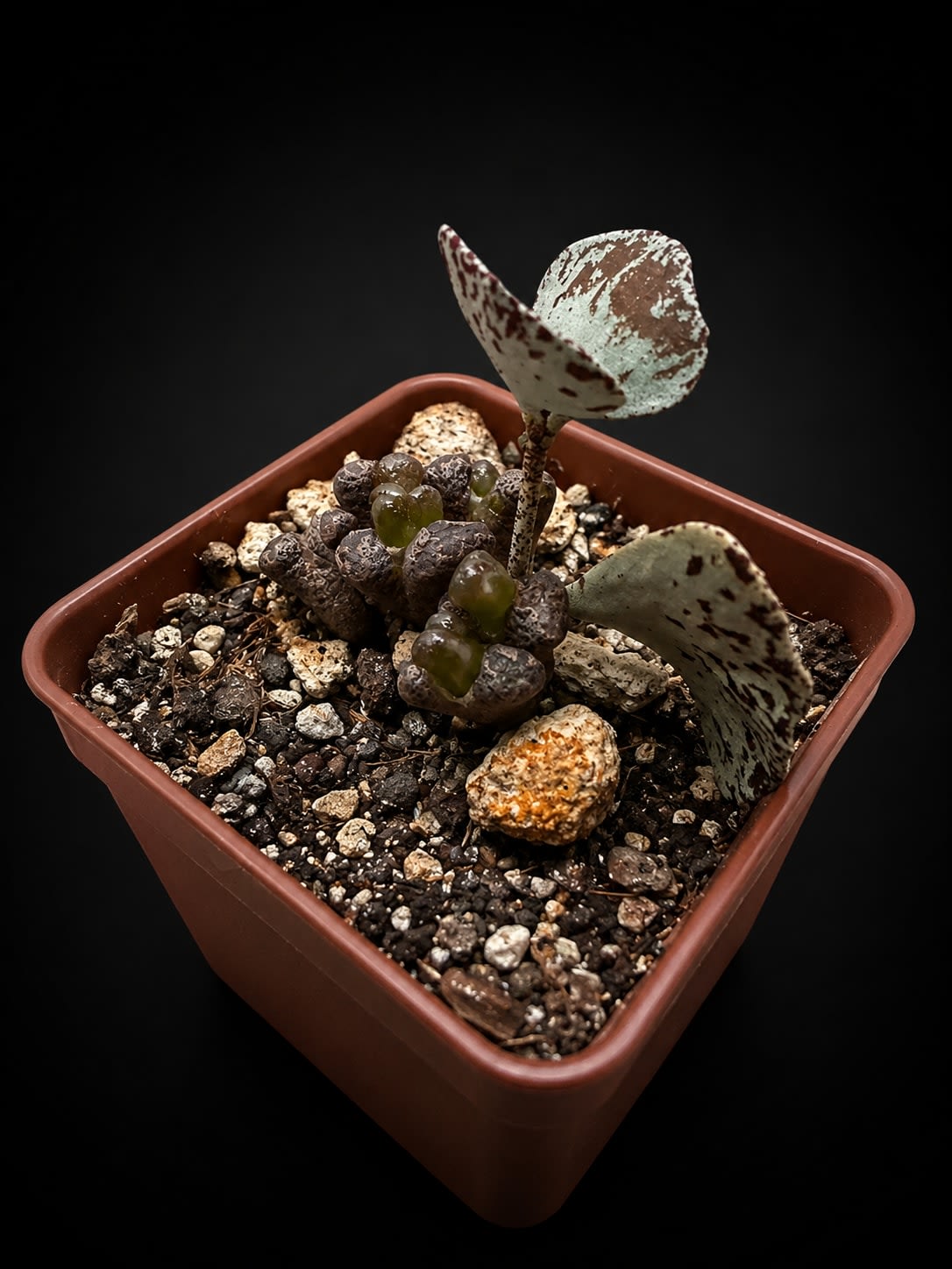 Conophytum pellucidum — Jardín Roca Negra