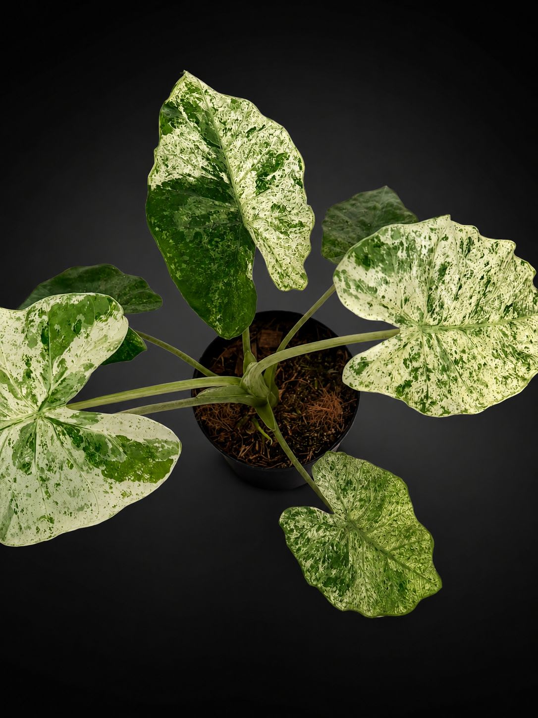 Alocasia odora — foto 2