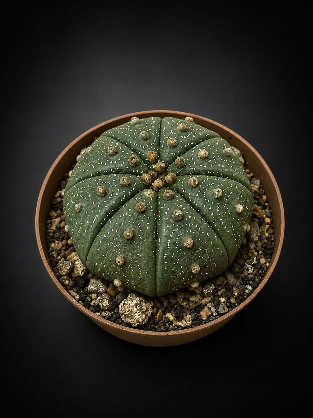 Astrophytum asterias — Jardín Roca Negra