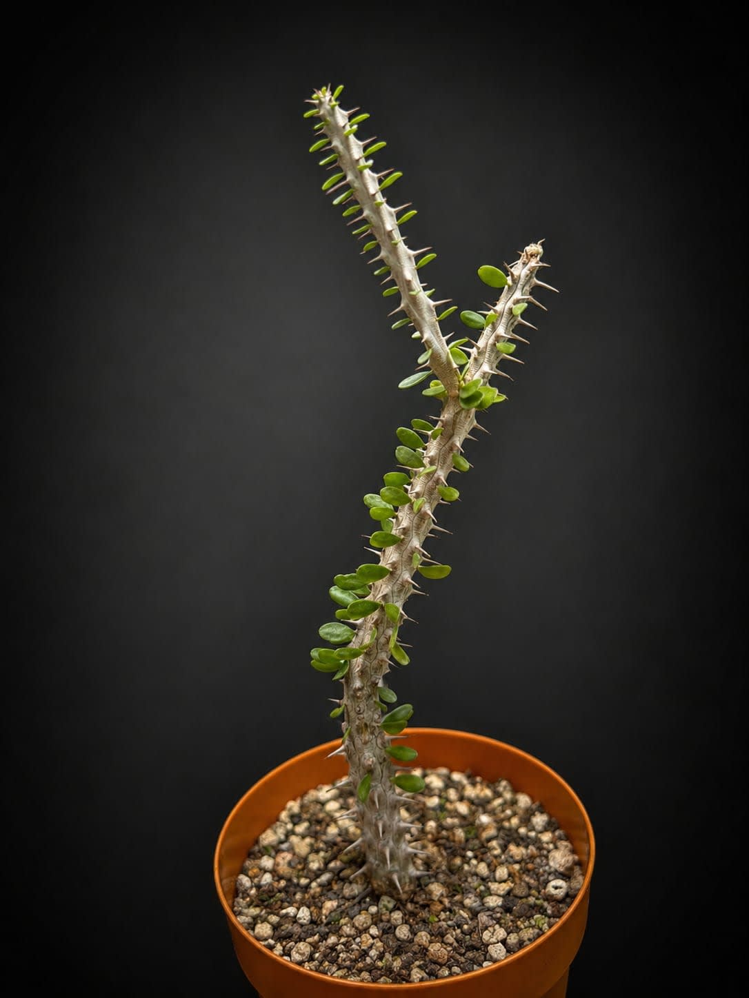 Alluaudia procera — Jardín Roca Negra