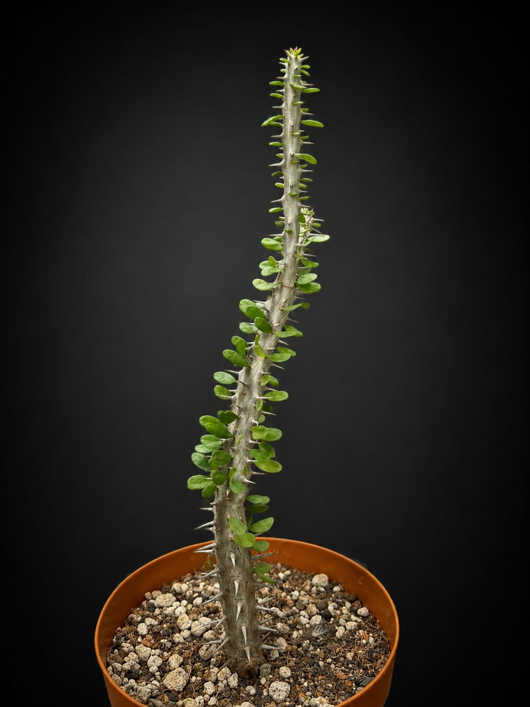 Alluaudia procera — foto 2