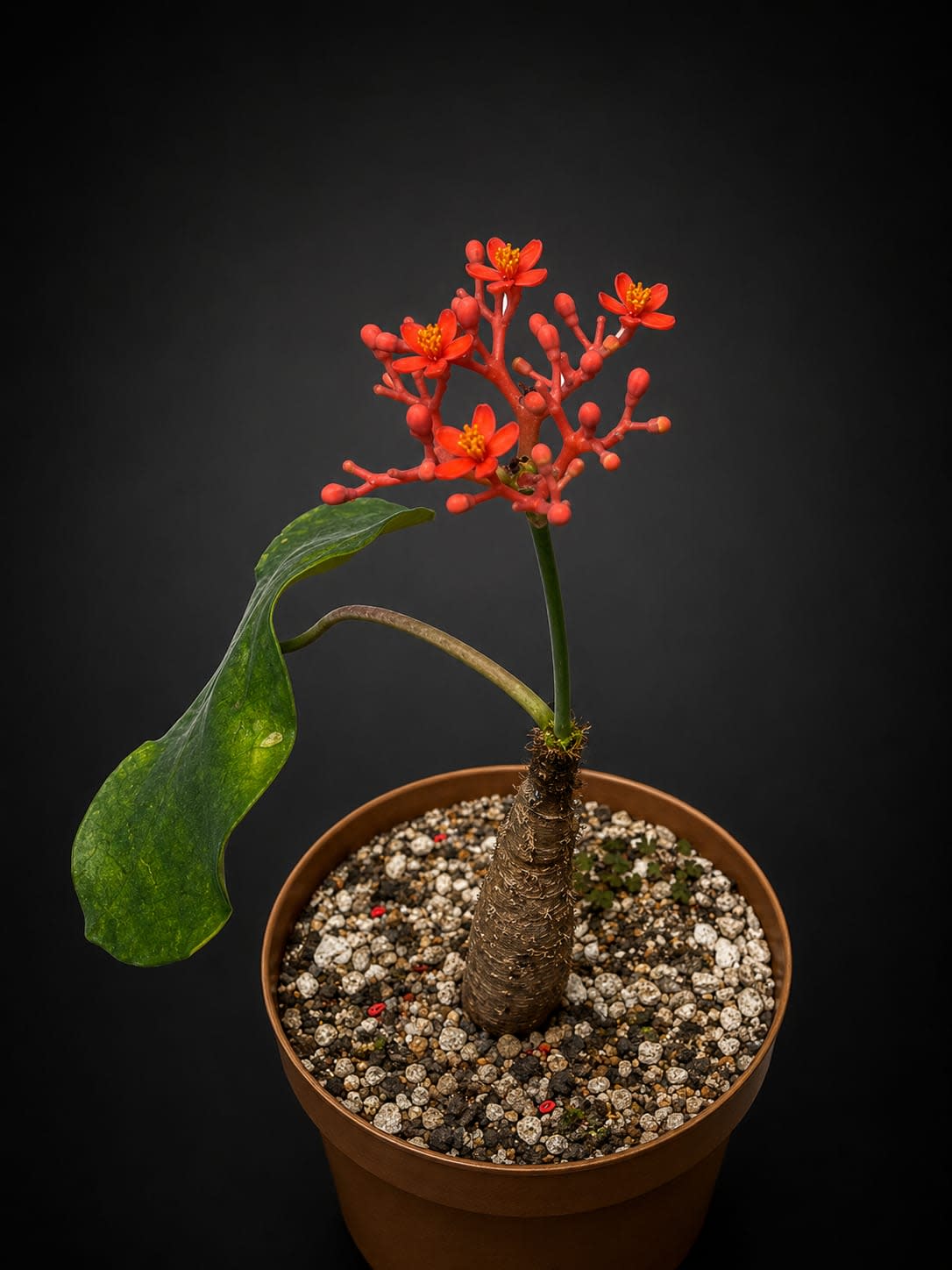 Jatropha podagrica — foto 2
