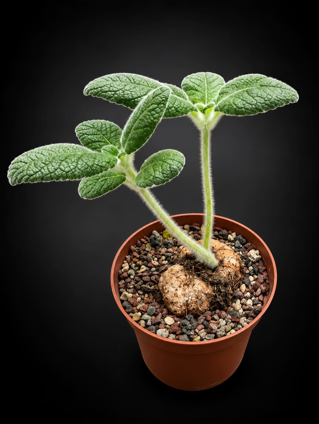 Sinningia Cooperi — Jardín Roca Negra