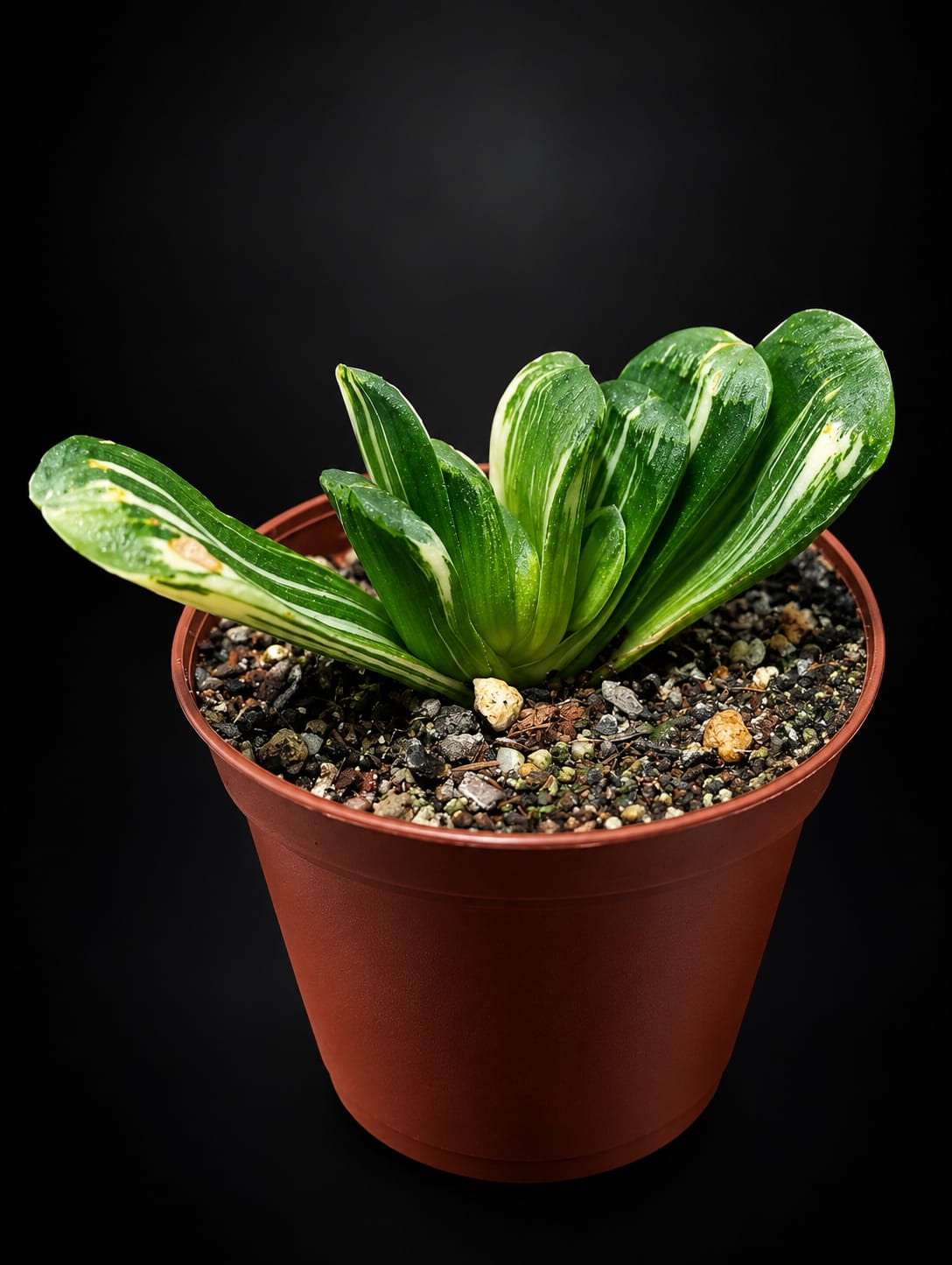Haworthia truncata — foto 2