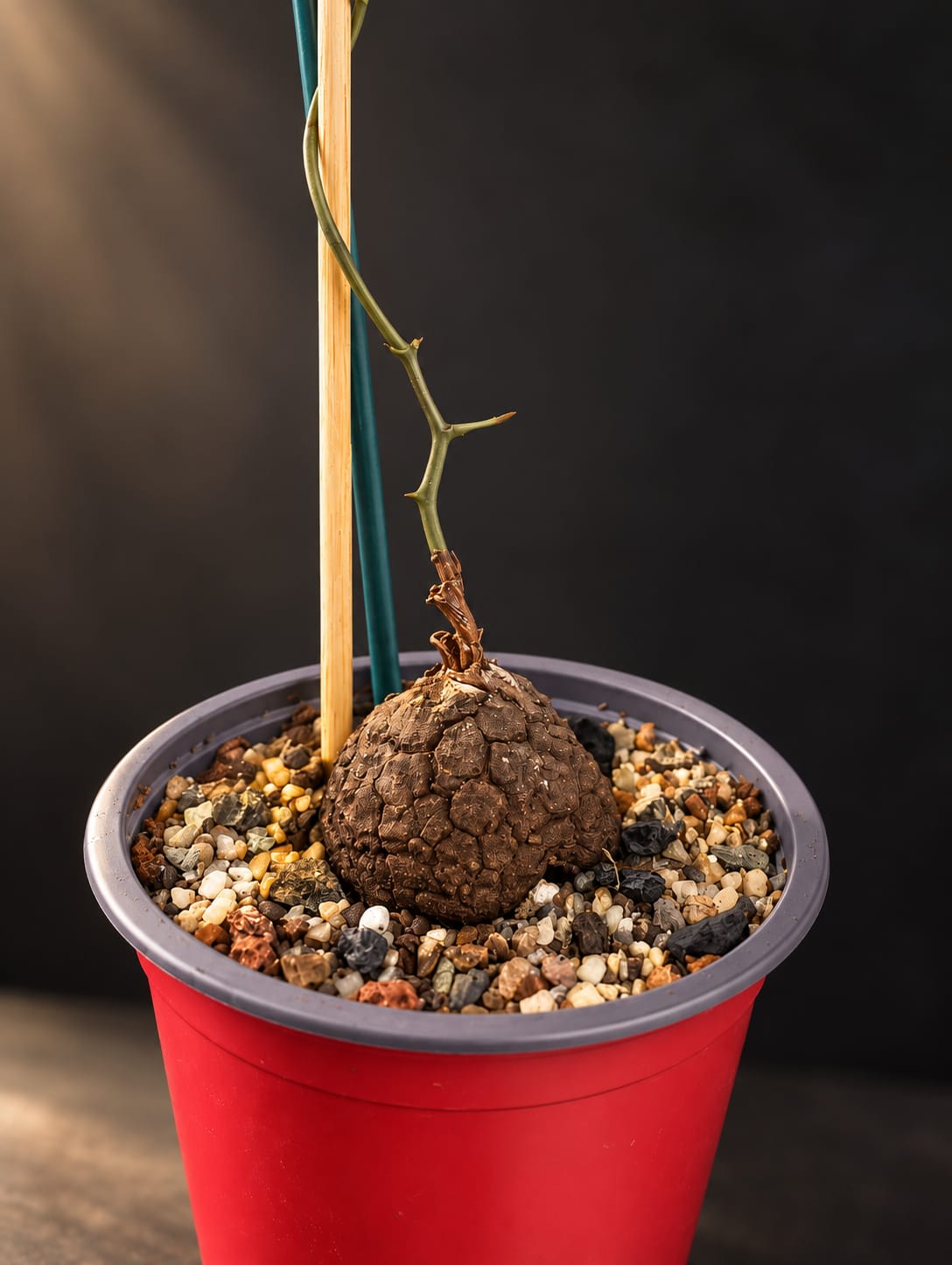 Dioscorea Elephantipes — Jardín Roca Negra