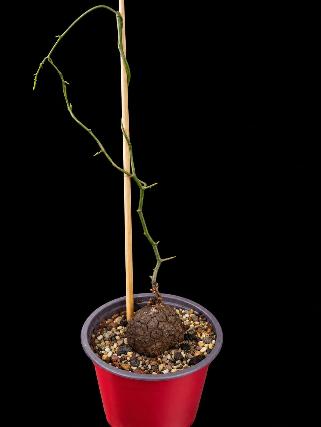 Dioscorea elephantipes — foto 2
