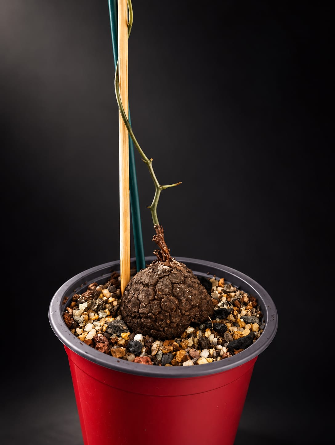 Dioscorea elephantipes — foto 3