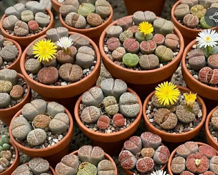 Lithops