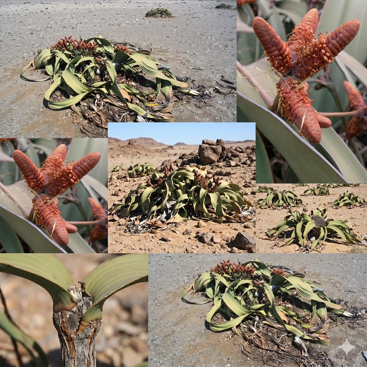 Welwitschiaceae