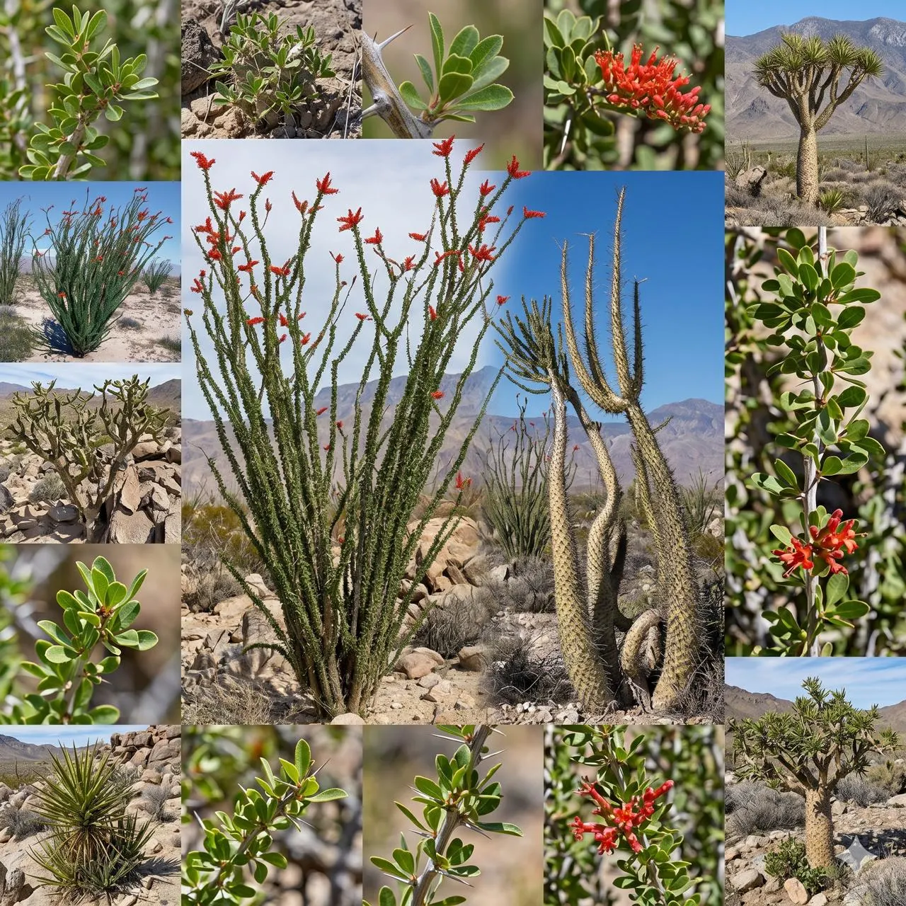 Fouquieriaceae