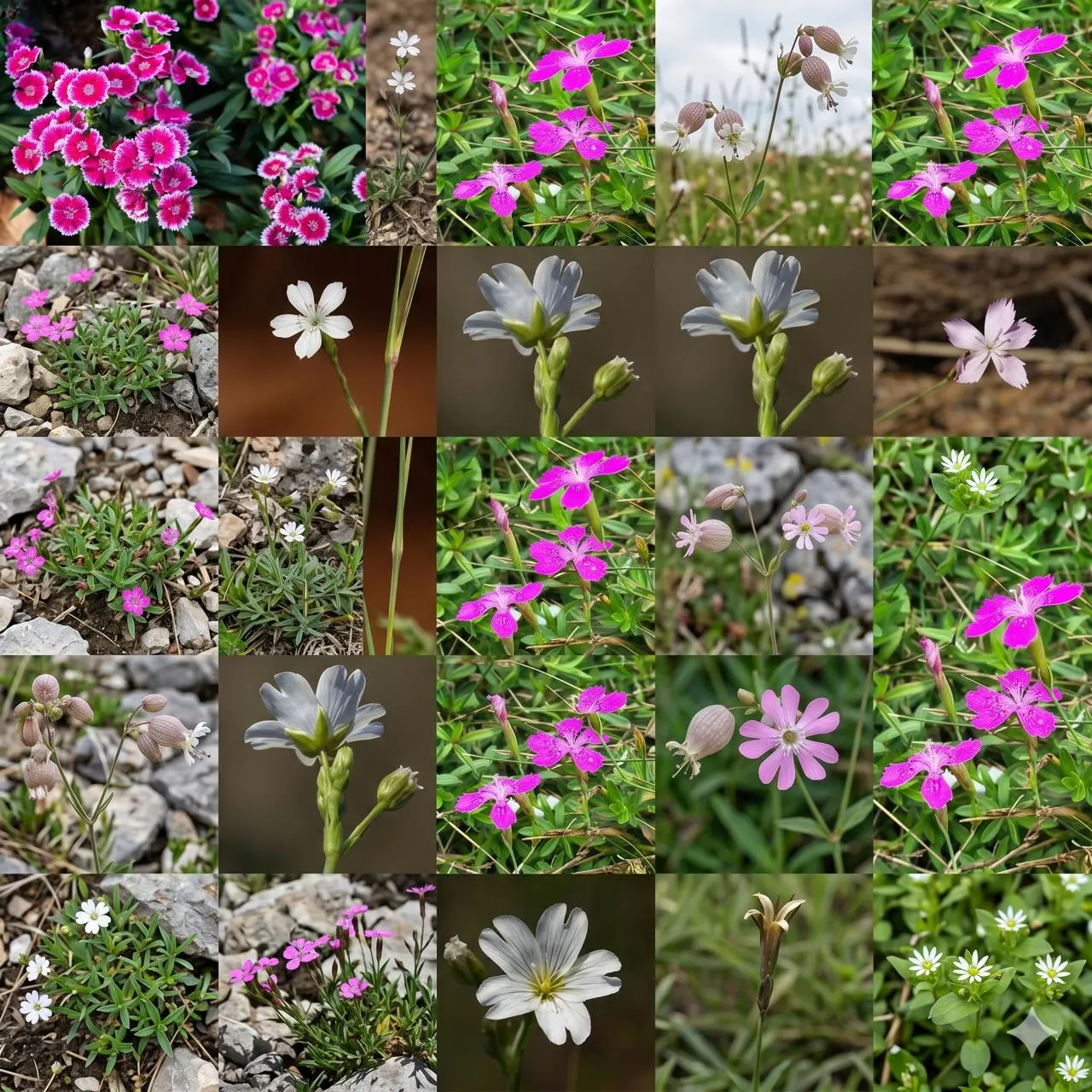 Caryophyllaceae