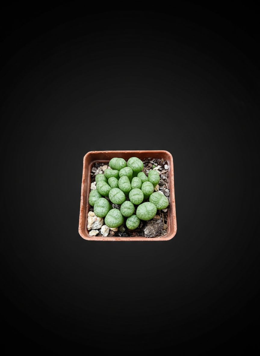 Conophytum minimum