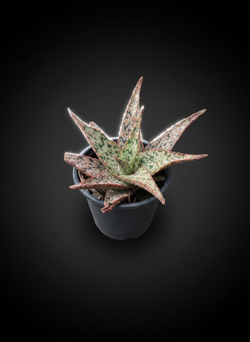 Aloe Hybrid Pink Blush