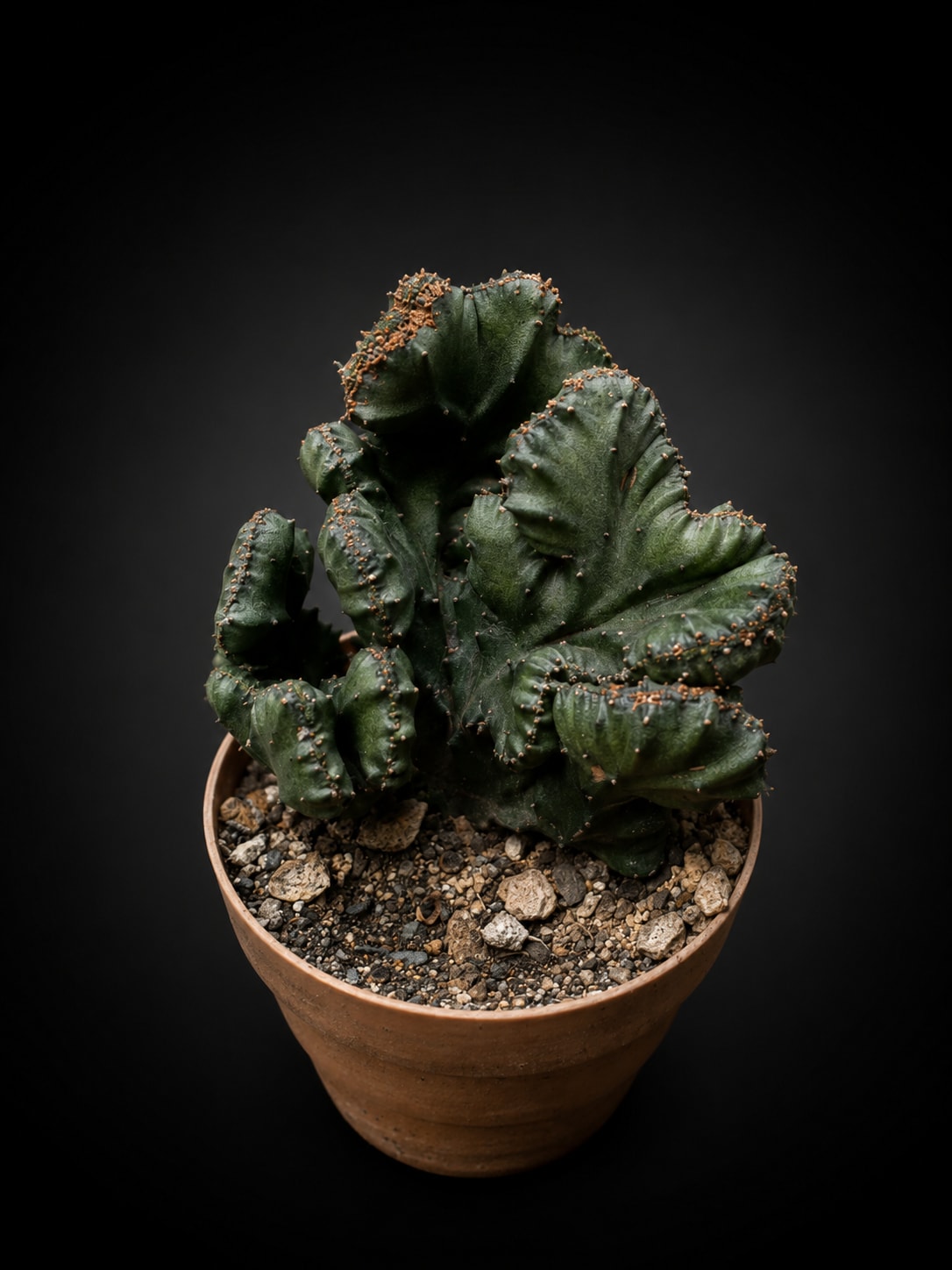 Euphorbia lactea cristata