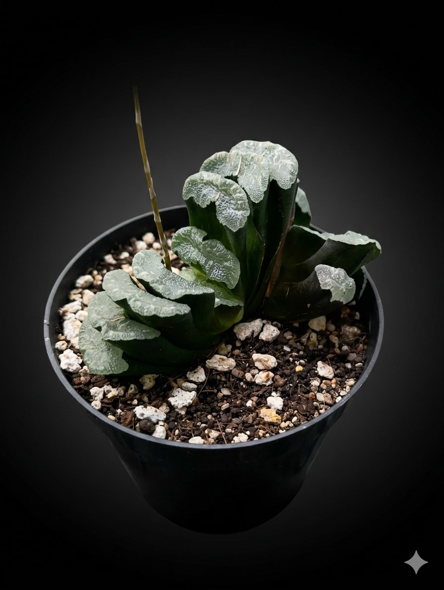 Haworthiopsis truncata